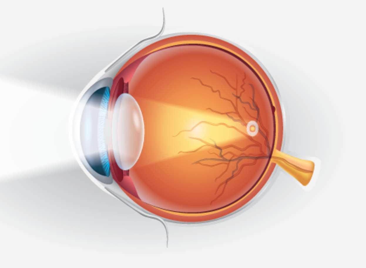 Lo que dicen tus ojos: 10 enfermedadesque un examen visual puede revelar